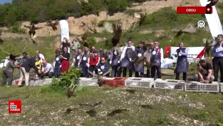 Ordu’da kahverengi kokarcaya karşı tabiata 800 sülün salındı