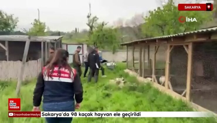 Sakarya’da 98 kaçak hayvan ele geçirildi