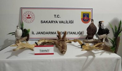 Sakarya’da 98 kaçak hayvan ele geçirildi