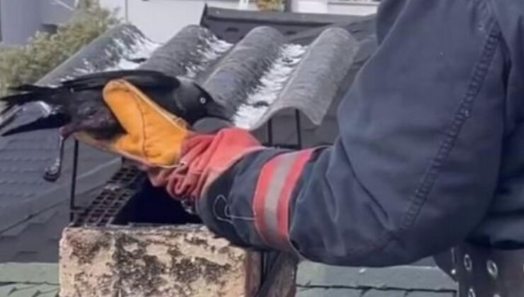 Sakarya’da antene sıkışan karga kurtarıldı