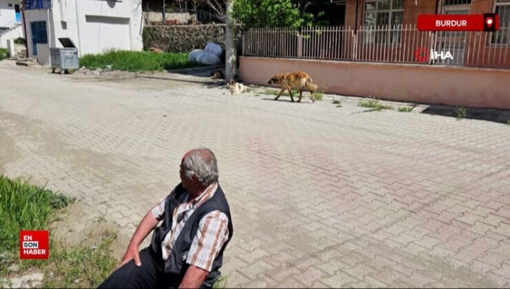 Salda’da köpeklerin saldırısına uğrayan yaşlı adam yaralandı