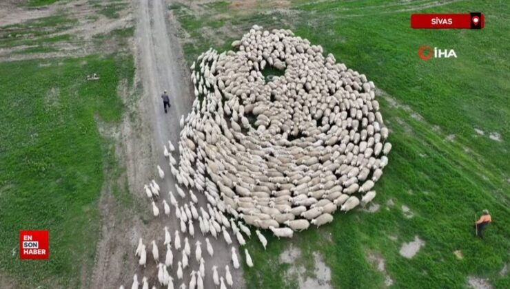 Sivas’ta yüzlerce kuzu annesiyle buluştu