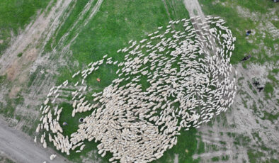 Sivas’ta yüzlerce kuzunun annesiyle buluştuğu an