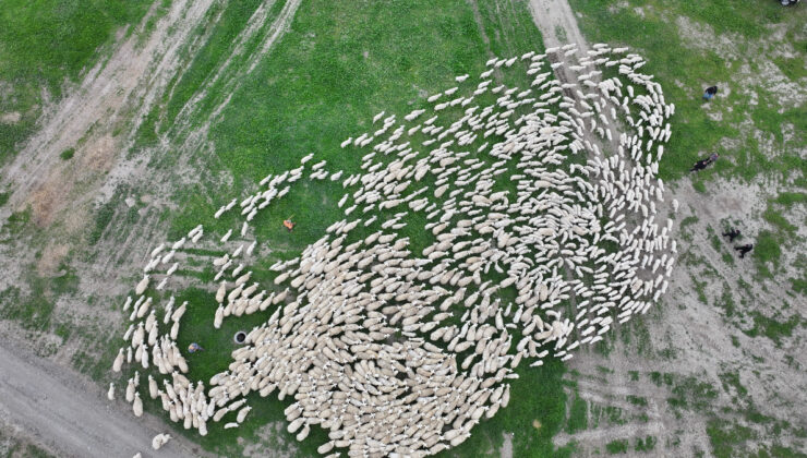 Sivas’ta yüzlerce kuzunun annesiyle buluştuğu an