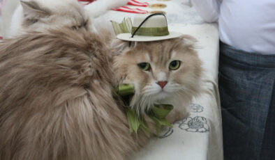 Tokat’ta minik pati şöleni: Kediler hoşluk müsabakasında podyuma çıktı