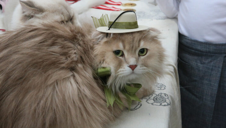 Tokat’ta minik pati şöleni: Kediler hoşluk müsabakasında podyuma çıktı