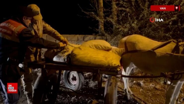 Van’da 3 ton 820 kilo kaçak avlanmış balık ele geçirildi
