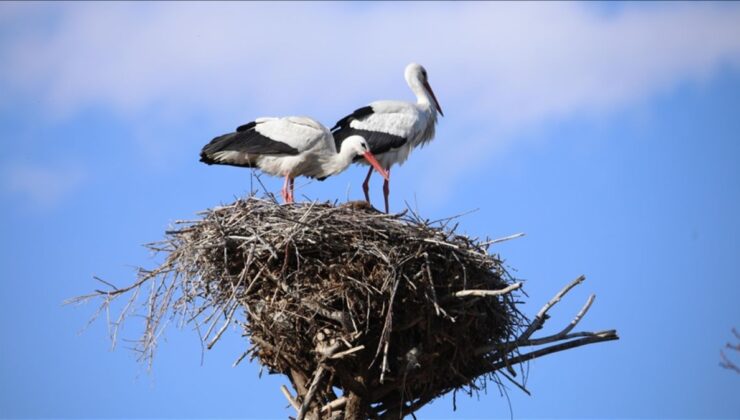 Van’da iki leyleğe 15 yıldır bahçesinde mesken sahipliği yapıyor