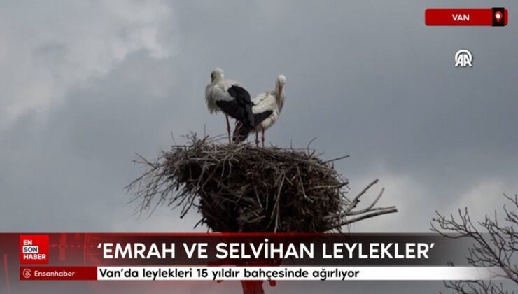 Van’da leylekleri 15 yıldır bahçesinde ağırlıyor