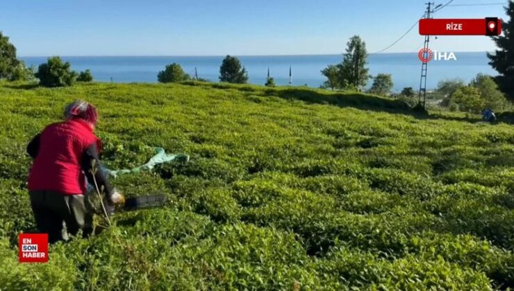 2025 yaş çay dönemi açıldı