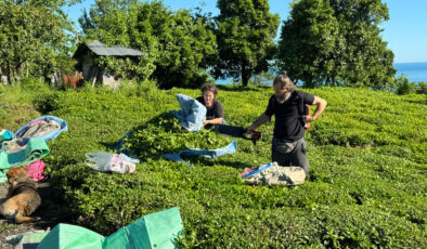 2025 yaş çay dönemi açıldı