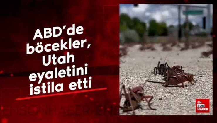 ABD’de böcekler, Utah eyaletini istila etti
