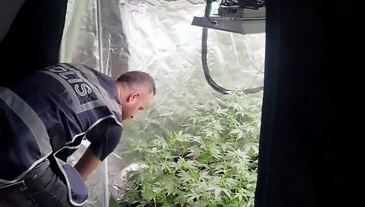 Adana’da cezaevine giren şahsın meskenine ‘kenevir’ serası kurduğu ortaya çıktı