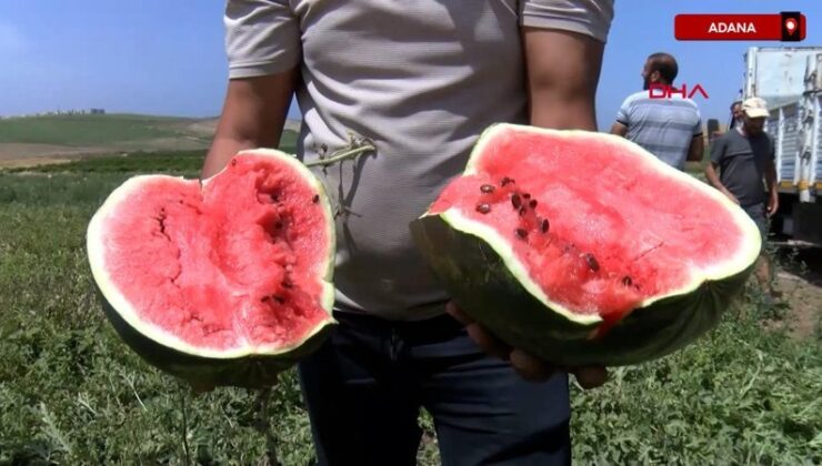 Adana’da dönemin birinci karpuz hasadı başladı: Tarlada kilosu 7 lira
