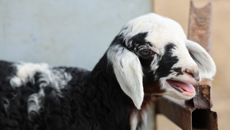 Adana’da meraya dökülen zehir 77 koyunu öldürdü