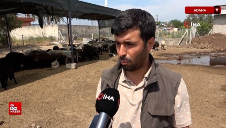 Adana’da meraya dökülen zehir 77 koyunu telef etti