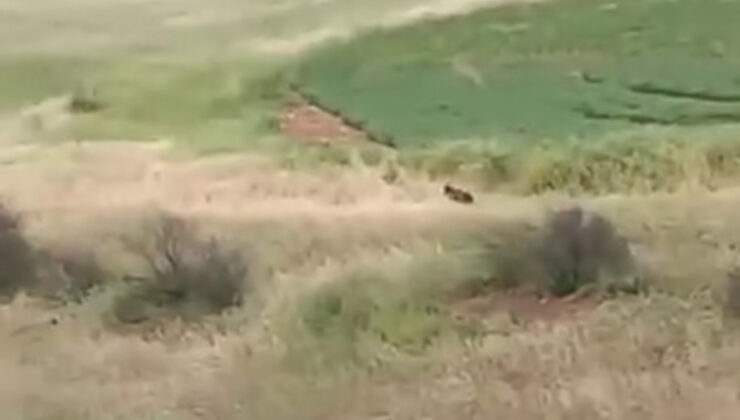 Adıyaman’da çiftçilerin ayı paniği