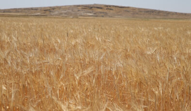 Adıyaman’da dönemin birinci arpa hasadı yapıldı