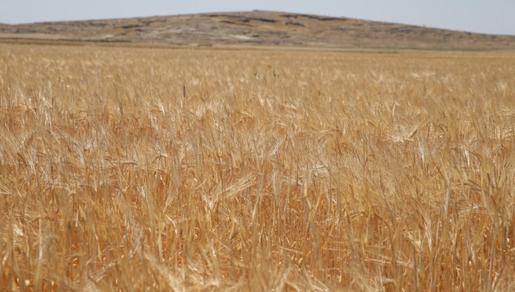 Adıyaman’da dönemin birinci arpa hasadı yapıldı