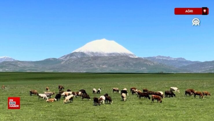 Ağrı’da Kösedağ’ın doruğu baharda karla kaplandı