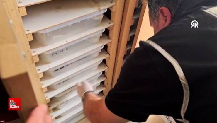 Ankara merkezli 5 vilayette satışı yasaklı egzotik hayvan operasyonu