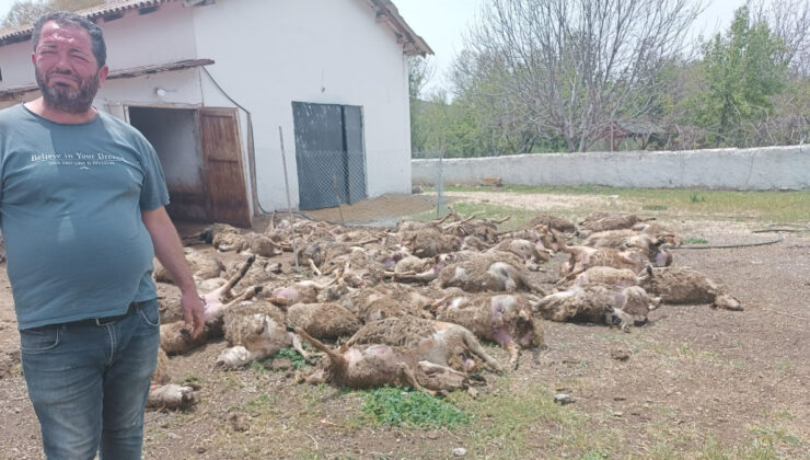 Ankara’da çiftliğe giren kurtlar 92 kuzuyu telef etti