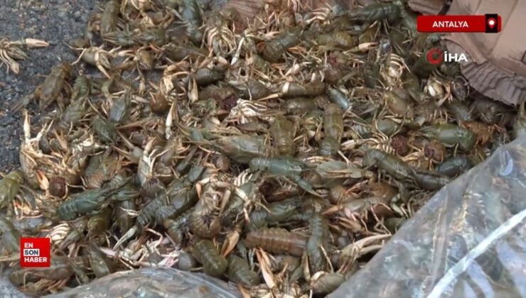 Antalya 300 kilogram kerevit, 40 kilo mavi yengeç ele geçirildi