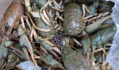 Antalya terminalinde av yasağını delen sevkiyata geçit verilmedi