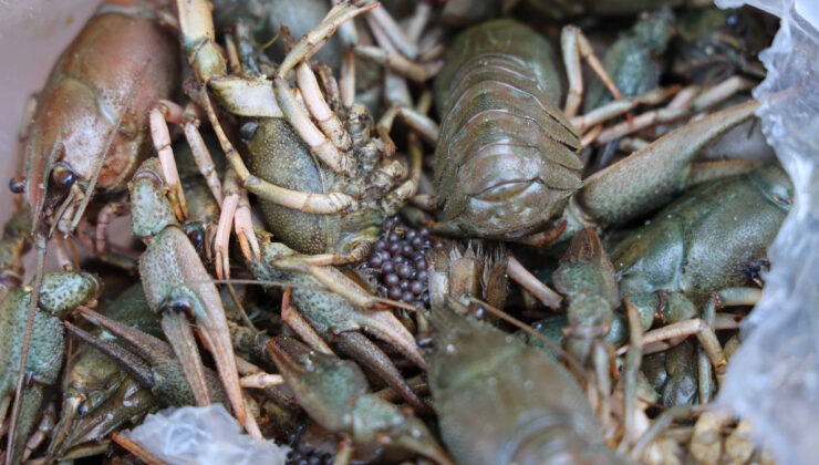 Antalya terminalinde av yasağını delen sevkiyata geçit verilmedi