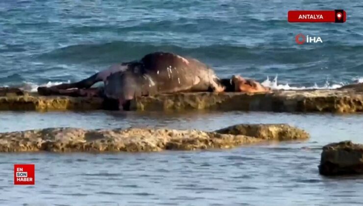 Antalya’da kayalıklarda telef olan inek bulundu