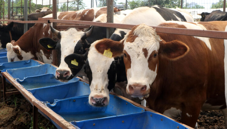 Antalya’da kurban pazarlarında hareketlilik