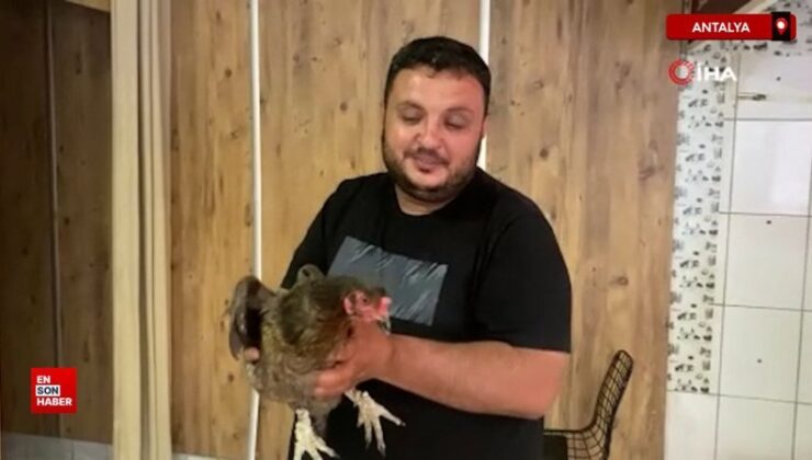 Antalya’da tavuk, yumurtlamak için tavuk dönerciye geldi