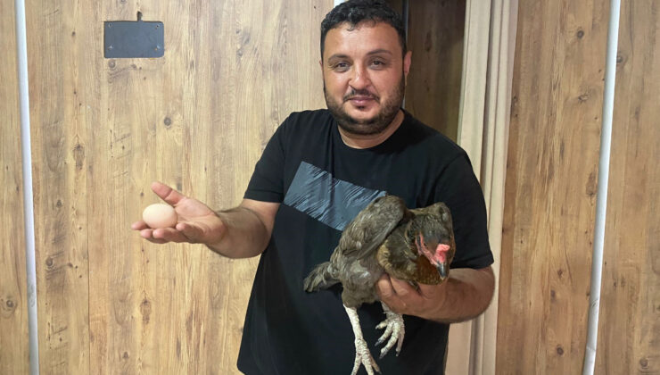 Antalya’da yumurtlamak için dönerciye gelen tavuk şaşırttı