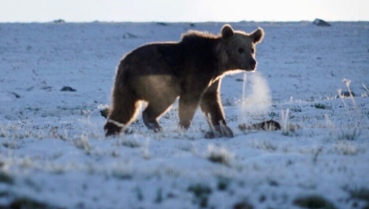 Ardahan’da ayıların kış uykusu bitti