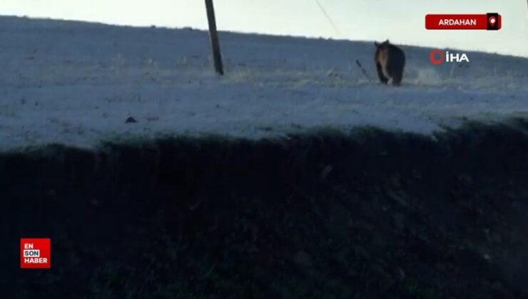 Ardahan’da boz ayı bu türlü görüntülendi