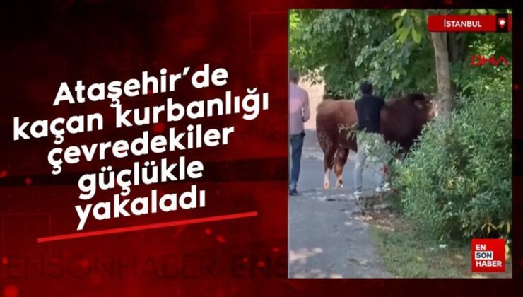 Ataşehir’de kaçan kurbanlığı etraftakiler zahmetle yakaladı