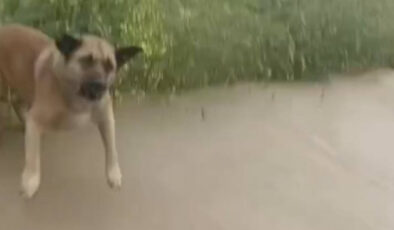 Avcılar’da başıboş köpek dehşeti: Şoförlerin kornasıyla kurtuldu