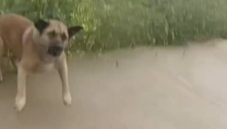 Avcılar’da başıboş köpek dehşeti: Şoförlerin kornasıyla kurtuldu