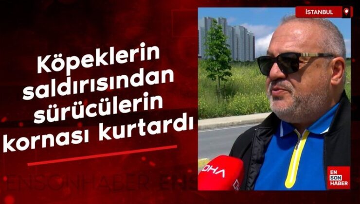 Avcılar’da köpeklerin saldırısından şoförlerin kornası sayesinde kurtuldu