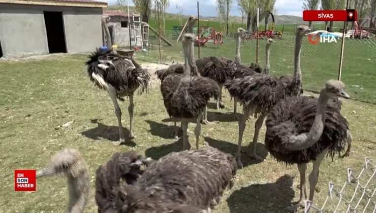 Babasının hayalini gerçekleştirdi, Sivas’ta birincisi yaptı