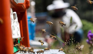 Bal arılarının mucizesi: Doğayı besleyen sessiz işçiler