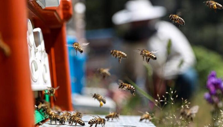 Bal arılarının mucizesi: Doğayı besleyen sessiz işçiler