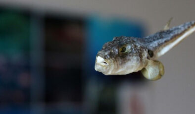 Balon balığı avcılığı takviyesi artırıldı: Tane başı 35 TL ödeme yapılacak