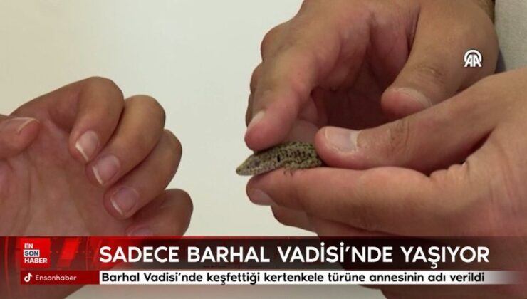 Barhal Vadisi’nde keşfettiği kertenkele cinsine annesinin ismi verildi