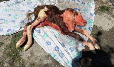 Bartın’da çift başlı buzağı meyyit doğdu