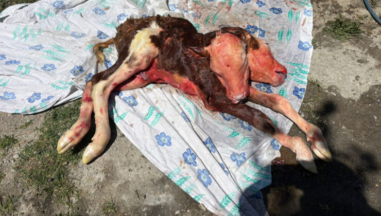 Bartın’da çift başlı buzağı meyyit doğdu