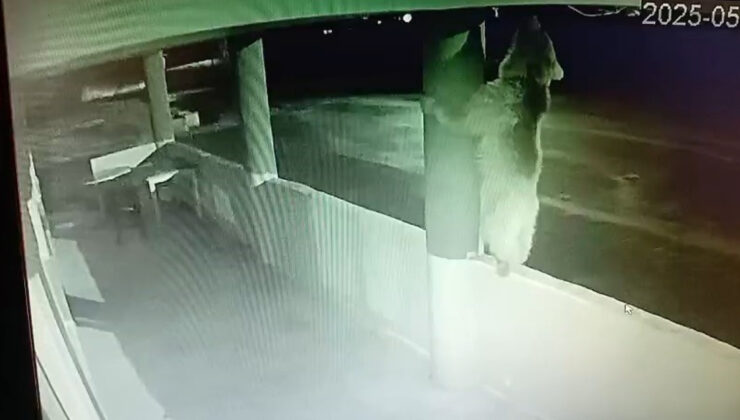 Bayburt’ta bir yavru ayı alabalıkları yedikten sonra oyunlar oynadı