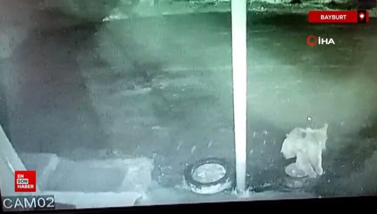 Bayburt’ta bir yavru ayı alabalıkları yedikten sonra oyunlar oynadı