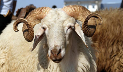 Bayramda kurbanlık küçükbaş arzında külfet yok