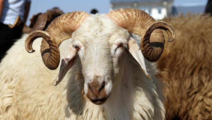 Bayramda kurbanlık küçükbaş arzında külfet yok